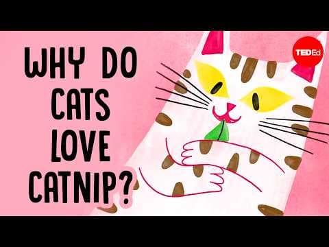 Why does catnip make cats go crazy? - Jaap de Roode