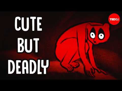 Meet the slow loris, the only venomous primate in existence - Stephanie A. Poindexter